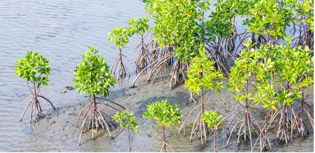 PHOTO : MANGROVE. NETWORK